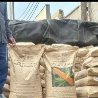 فروش بذر ذرت مغان 704