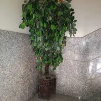 درختچه گیلاس ودرخت نخل 5تایی