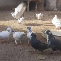 شامی|پرنده|زهک, |دیوار