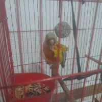 طوطی گرینچیک