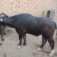 گاومیش