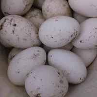 تخم نطفه دار غاز ، بوقلمون و مرغ محلی موجود است