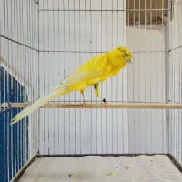 قناری رسمی بلند|پرنده|کرج, استاندارد|دیوار
