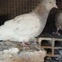 ۲عددکله|پرنده|بم, |دیوار