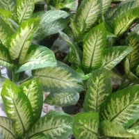 گل دیفن باخیا|گل و گیاه طبیعی|مشهد, شهرک مهر آباد|دیوار