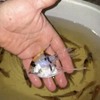 انجل کوی ماربل سایز مولد