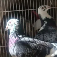 جفت ابلغ نروماد