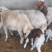 چهار گوسفندسن دار همراه بابره