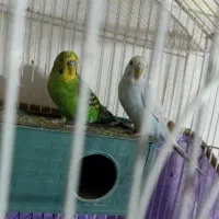 مرغ عشق جفت