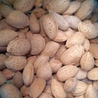 سیر|خوردنی و آشامیدنی|تهران, آهنگران (سراسیاب دولاب)|دیوار