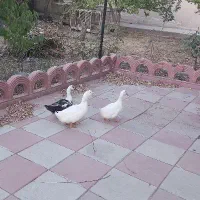 اردک