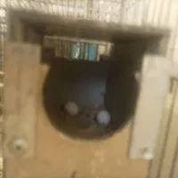 پرندهای زینتی ومولد|پرنده|اسلامشهر, شهرک امام حسین (میان آباد)|دیوار