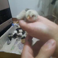 جوجه محلی فروشی