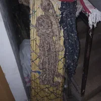 چیت دست بافت|گلیم، جاجیم، گبه|کوهدشت, |دیوار