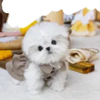 توله سگ شیتزومالتیز پاکتی