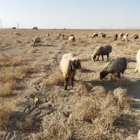 دوراس میش داشتی و یک راس قوچ|حیوانات مزرعه|اقلید, |دیوار