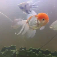 گلدفیش اوراندا ساکورا ۶،۷ سانتی