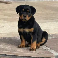 سگ نگهبان رتوایلر ماده از مولدین وارداتی