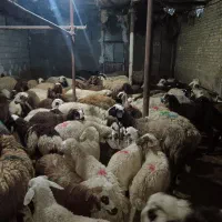 گوسفند زنده با قصاب مجرب باسکول دیجیتال