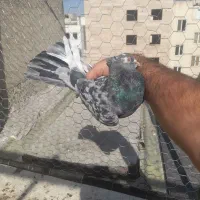 کبوتر کفتر سرور سیاه