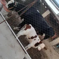 گاو‌شیری‌با‌گوساله‌نر