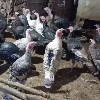 بوقلمون محلی درجه یک