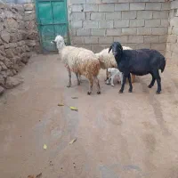 سه عدد گوسفند