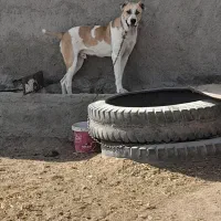 توله افغان