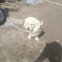 سگ پا کوتاه