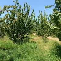 زمین کشاورزی مسطح