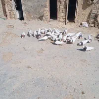 سری700|پرنده|لنده, |دیوار