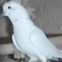 کفتر|پرنده|ورامین, ورامین|دیوار