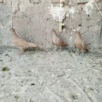 زرد|پرنده|رفسنجان, |دیوار