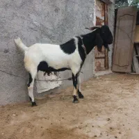فروش کهره و بره