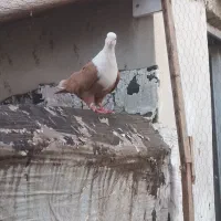 کبوتر کربلایی