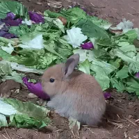 بچه خرگوش لوپ هلندی|موش و خرگوش|قم, شاه سید علی|دیوار