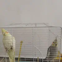 عروس هلندی بالغ|پرنده|صدرا-فارس, فاز ۱|دیوار