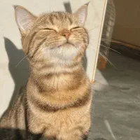 واگذاری دو گربه