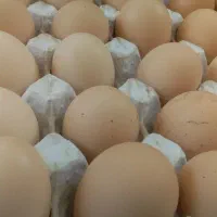 تخم مرغ درشت وسالم