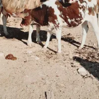 فروش گاو آبستن با گوساله