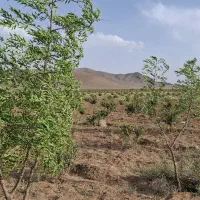 زمین  کشاورزی  طاقسکی سربیشه(سه راهی  پخت)|فروش زمین و ملک کلنگی|مود, |دیوار