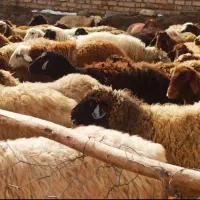 ۶۰راس میش آبستن شیره دارداشتی میش بره دارگوسفندبره