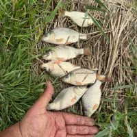 بچه ماهی کپور وآمور و قزل الا|ماهی|محمودآباد, |دیوار