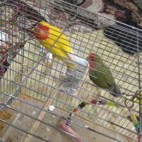 برزیلی مولد|پرنده|ملارد, |دیوار