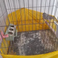 قناری قرص سره خاکی|پرنده|هشتگرد, فاز ۲ مهستان|دیوار