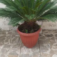 سیکاس 12 ساله