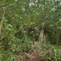 فروش باغ صنوبر با چوب سه ساله