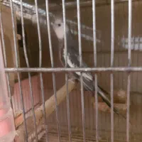 طوطی عروس هلندی وایت فیس نر