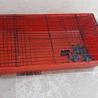 قفس خرگوش و خوکچه|موش و خرگوش|ری, علایین|دیوار