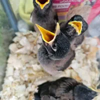 جوجه مینا افغان بهترین موقع برای دستی و سخنگو کردن